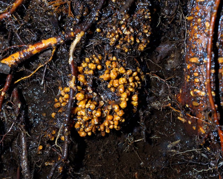 Subterranean fungi networks more than 100 quadrillion km in length, study finds