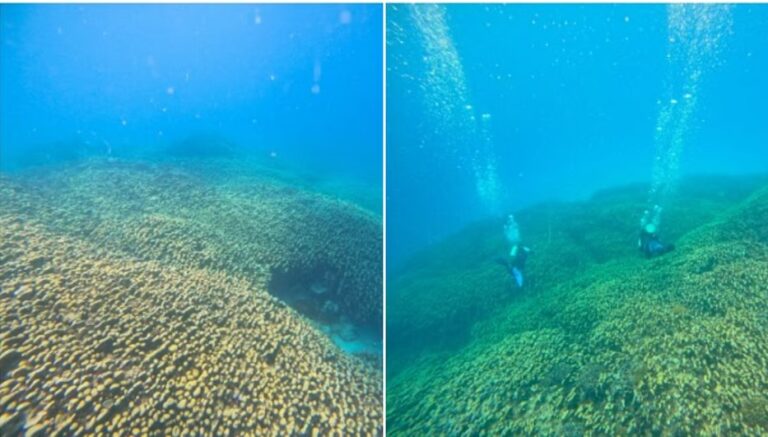 Newly recorded Lakshadweep ‘Potato Patch’ coral could be one of the world’s largest living colonies