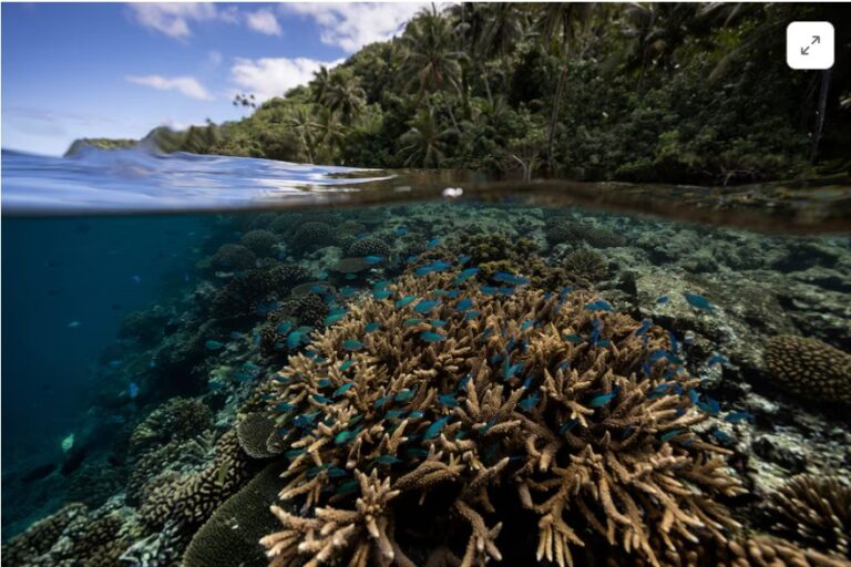 Scientists identify 64,000 sq miles of coral reef capable of surviving climate crisis