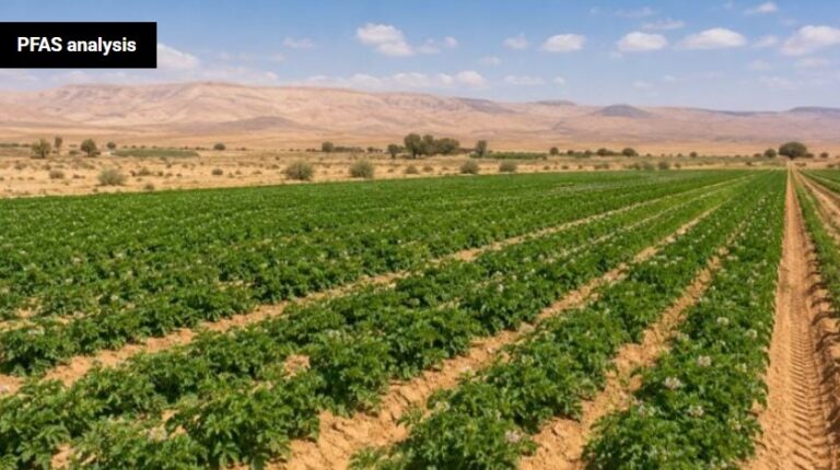 Plants can detect hidden pfas pollution that soil tests may miss, new study finds