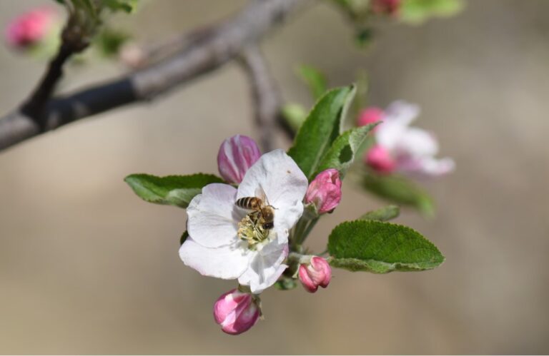 Pollinators in peril: scientists reveal the hidden human health costs of the world’s disappearing bees