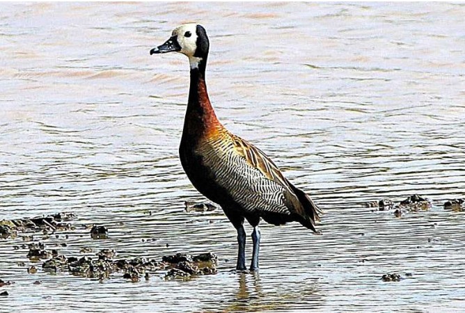 Slaughter in the water: Can the Ramsar Convention protect African waterbirds?