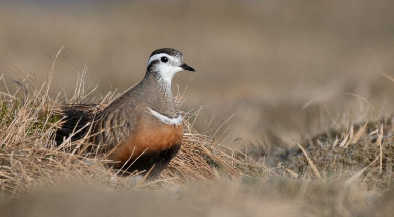 Mountain-breeding dotterels could be first UK bird lost to climate change, RSPB warns as population falls 89%