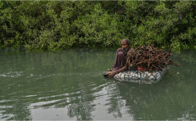 Pakistan says its mangrove carbon market can generate $20-50 million annually