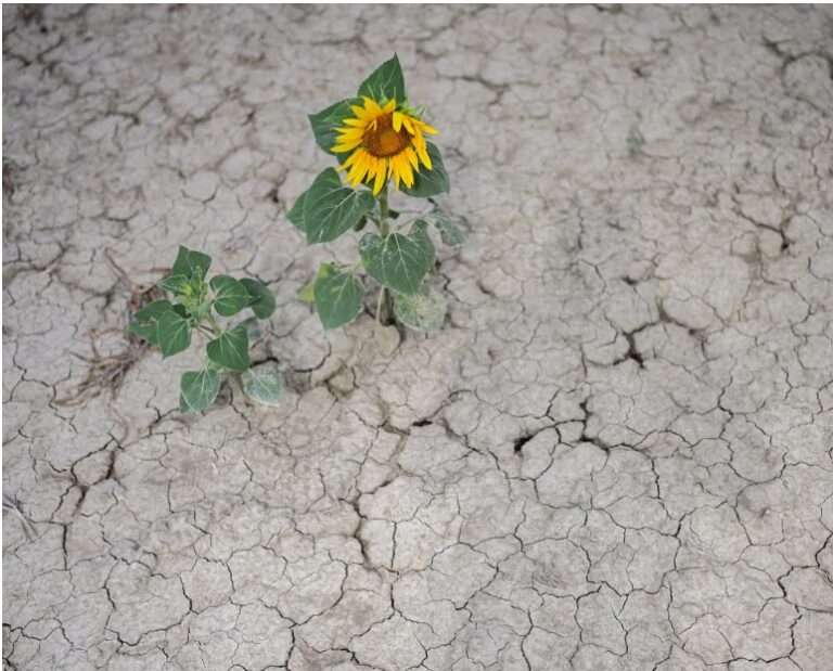 Climate crisis-driven heat ‘sucking soils dry’ as extreme drought hits Europe