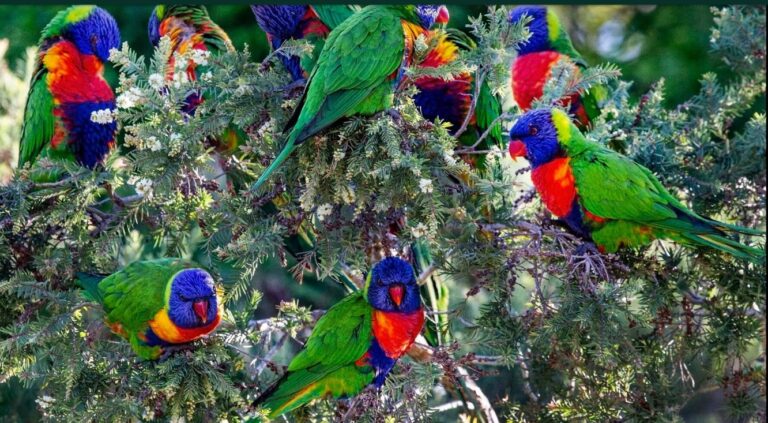 Colorful birds are at greater risk of extinction than drab birds, study finds