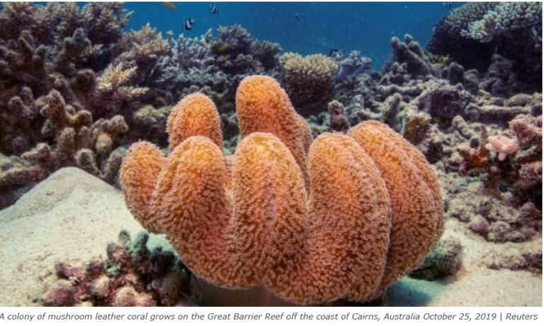 Not just El Nino. Climate change primary cause of global coral bleaching, says new US study