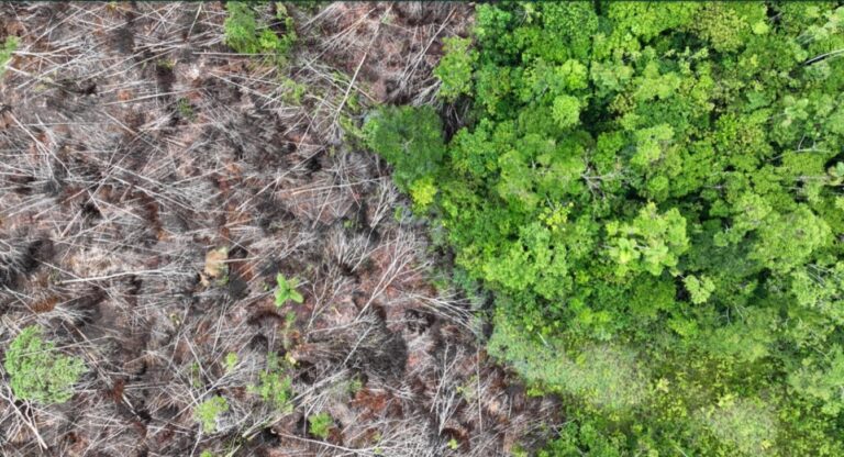 UK deforestation rules take step forward after a long delay