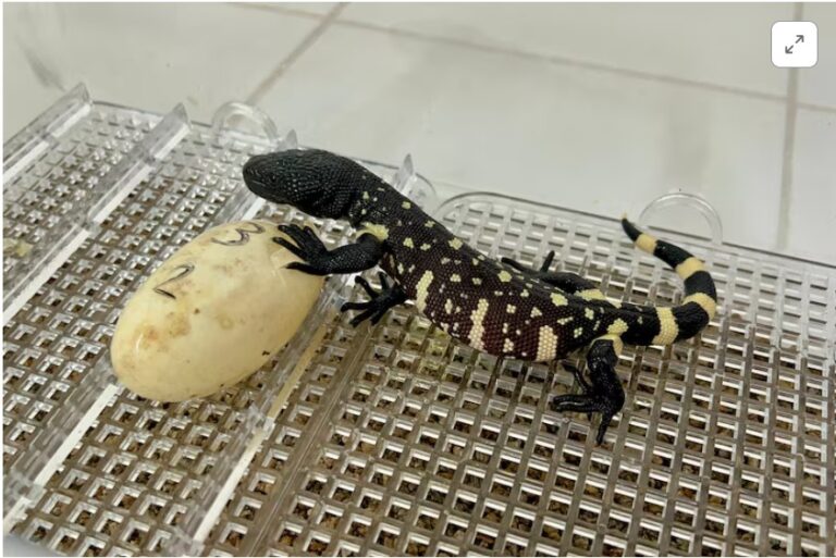 Guatemalan zoo breeds rare lizards in bid to save endangered species