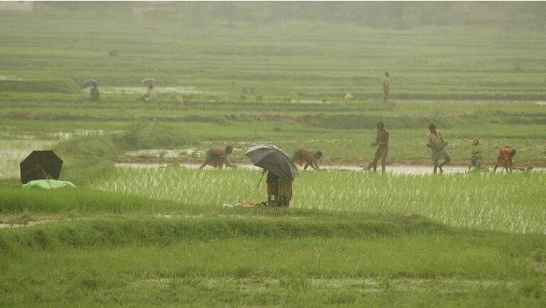 India’s rice yields could fall 6.6% for every 1°C rise in global temperature