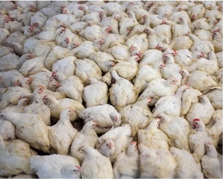 Global boom in livestock farming since 2006 is piling pressure on nature, report finds