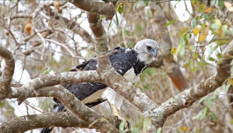 Research offers nature-positive path to end and reverse biodiversity loss