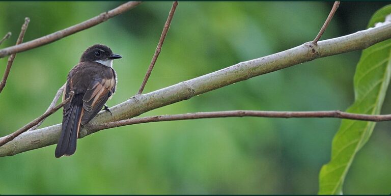 New bird species identified on remote Indonesian island