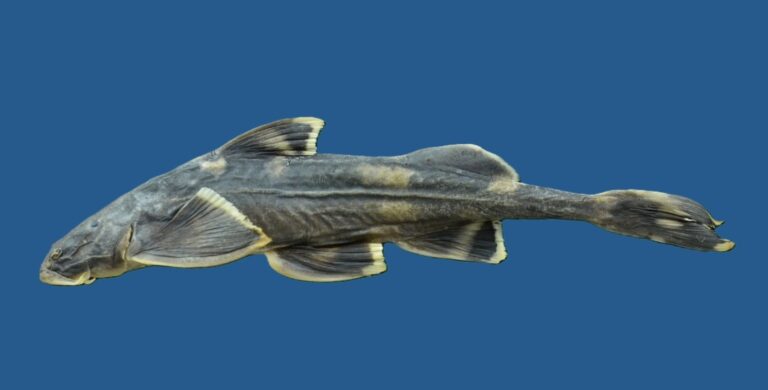 A newly-described fish sheds light on a biodiversity blind spot