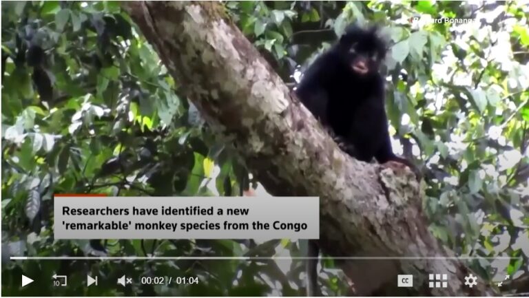 Scientists find new monkey species in Congo’s rainforest