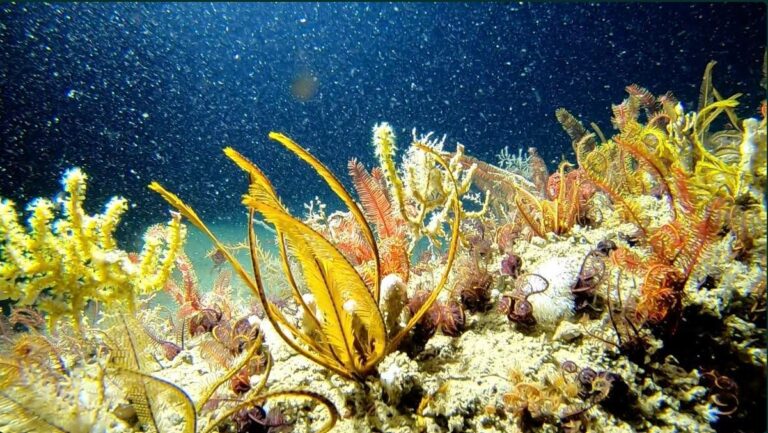Brazil’s expanding offshore oil frontier puts biodiversity at risk: study
