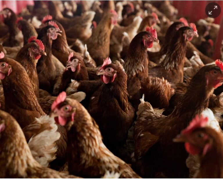 Organic eggs have worse impact on climate than eggs from caged chickens