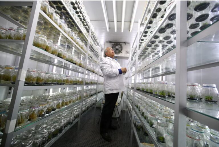 Chile-led team maps Antarctic plant genome in a step towards climate-resilient crops