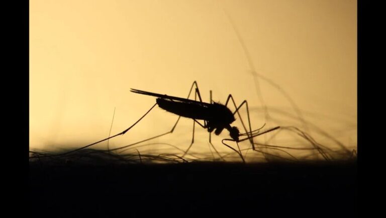 Climate change increasing risk of childhood malaria in sub-Saharan Africa, reveals study