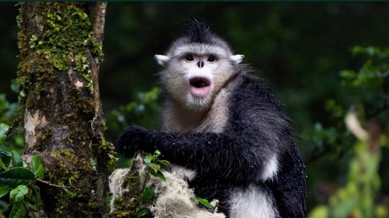 Protecting primates could protect thousands of other species, study finds