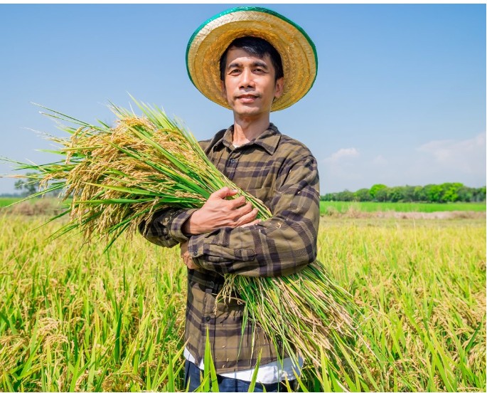 Climate change could slash rice harvests twice as much as scientists predicted