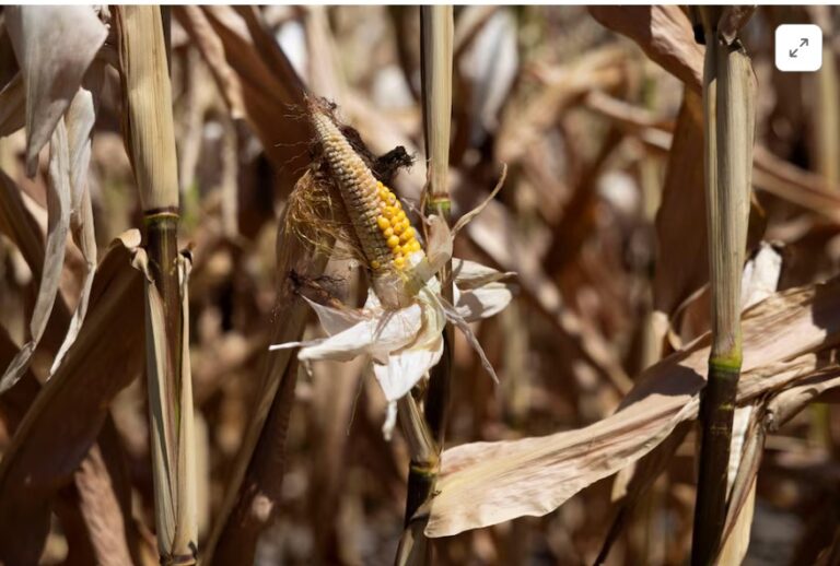 Europe’s hot summer stunts Austrian crops, prompts rush to slaughterhouse