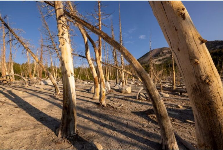 Fossils show huge carbon emissions harm forests, not ‘green the planet’