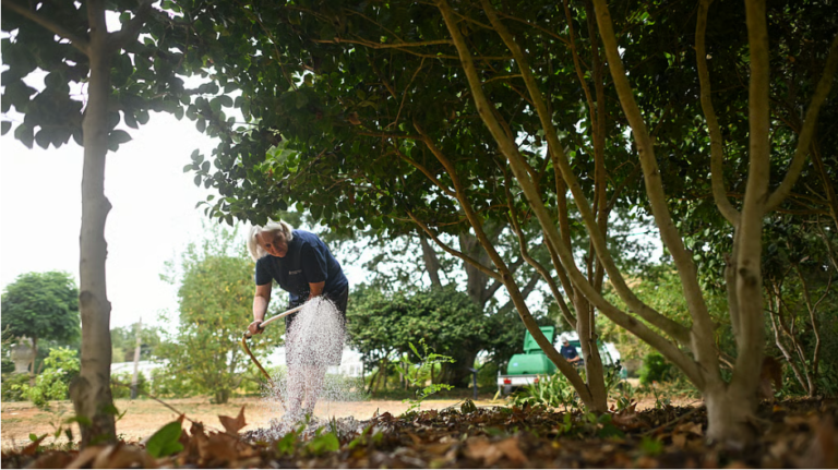Trees ‘giving up’: Climate change hammers historic English gardens