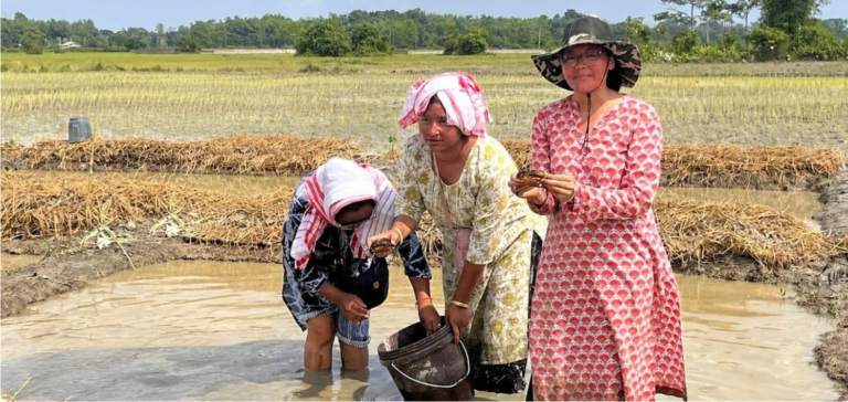 Harvesting rice and crabs on one field offers farmers a climate-resilient alternative