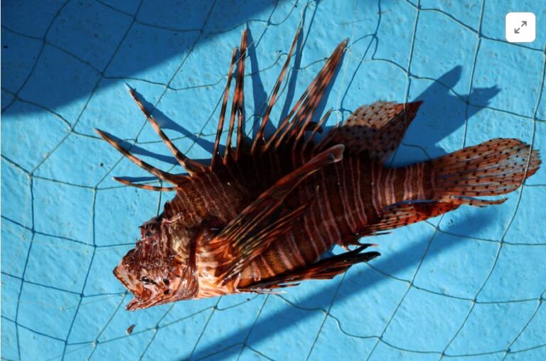 The punk and the bruiser: Invasive species thrive as global warming transforms the Mediterranean