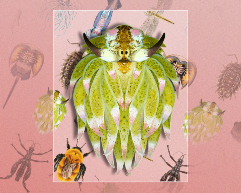 Winner of Invertebrate of the Year 2026 crowned – and it is the size of a grain of rice