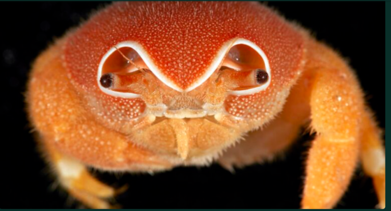 Scientists discover 149 new deep-sea species at remote Indian Ocean seamounts