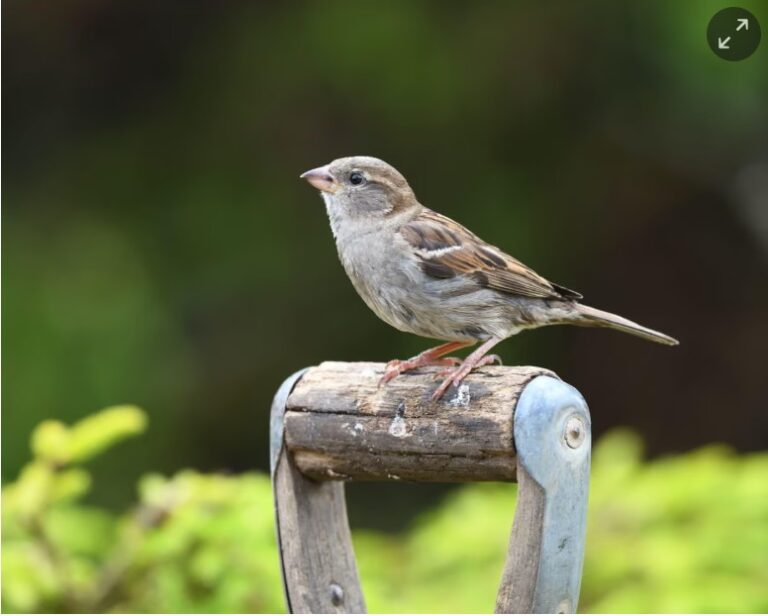 Signs of a house sparrow comeback in the UK after decades of decline
