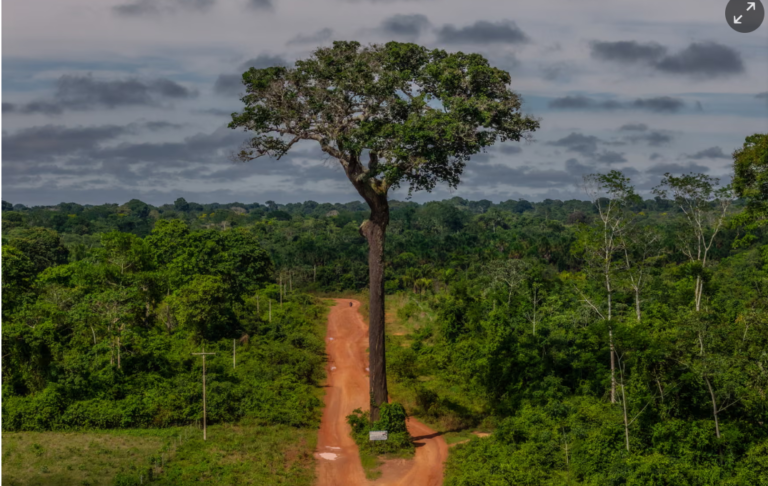 ‘Carbon fever’ threatens hard-won Indigenous rights in Bolivian Amazon