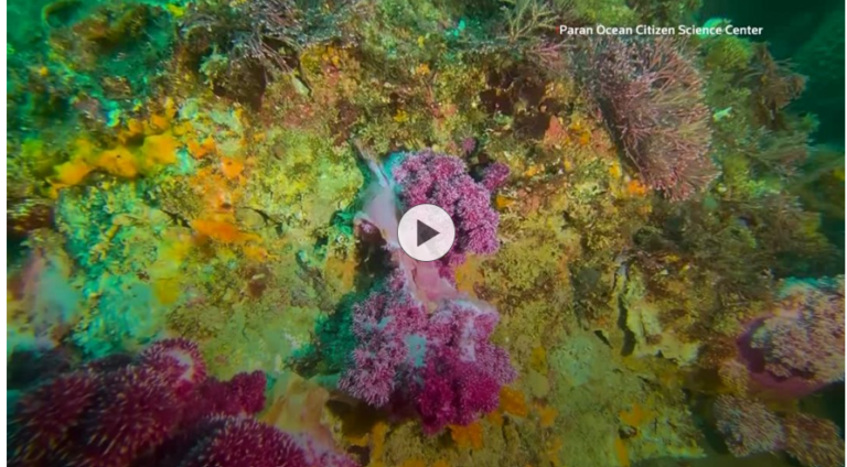 ‘Slumping’ South Korean corals worry divers, scientists studying climate change