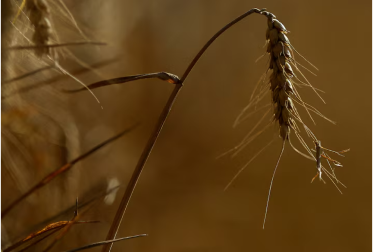 Europe’s crops mature earlier due to climate change, data shows